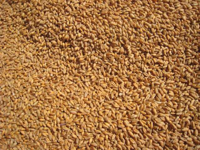 Продам: Пшеница, ячмень, овес, горох, комбикорм