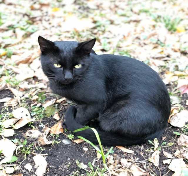 Отдам даром: Черный кот на желтых листьях. Возьмите д