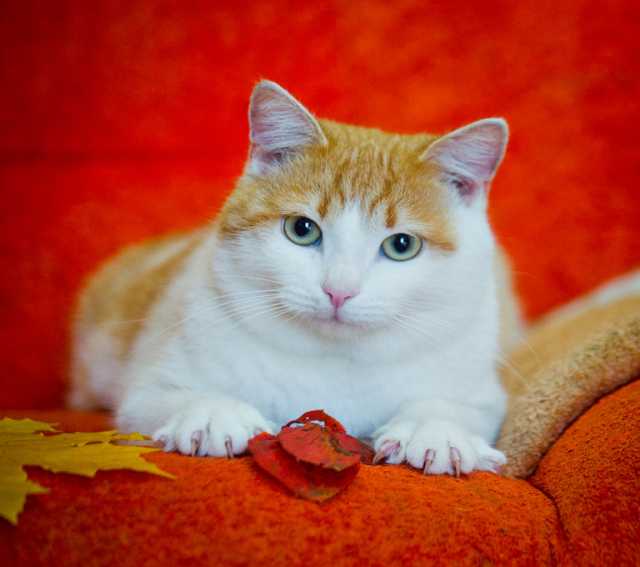 Отдам даром: Щекастый котище Рыжик в дар