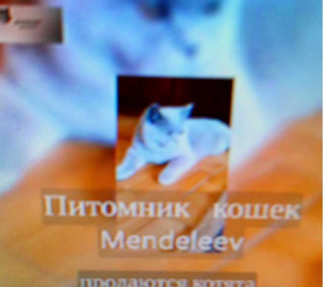 Продам: Котята питомника Mendeleev