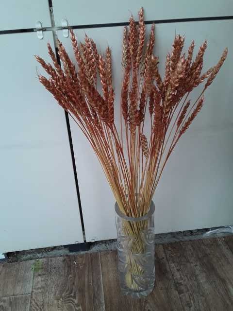 Продам: Колосья пшеницы различных цветов