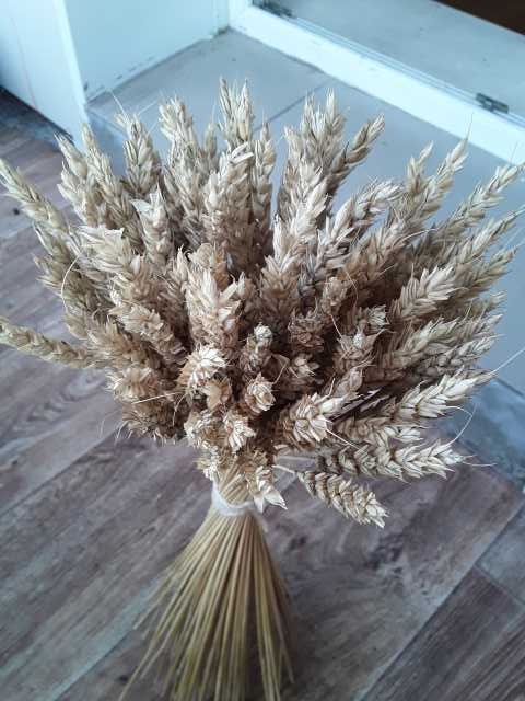 Продам: Колосья пшеницы. Овес. Пшеница остистая
