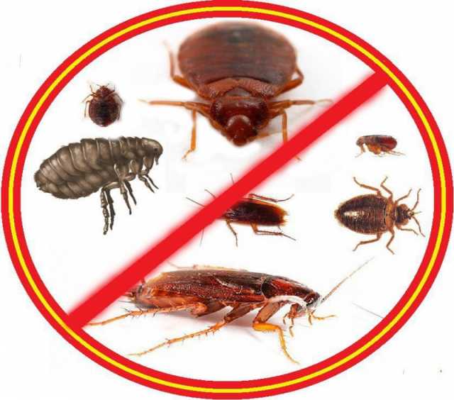 Предложение: Уничтожение клопов и других насекомых