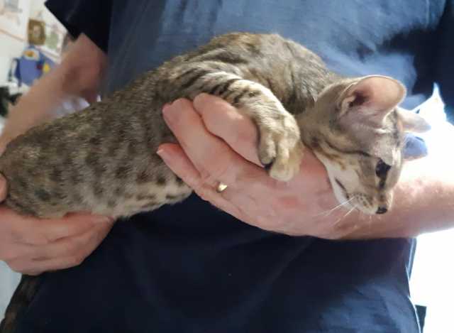 Продам: Доступны петерболдские котята для усынов