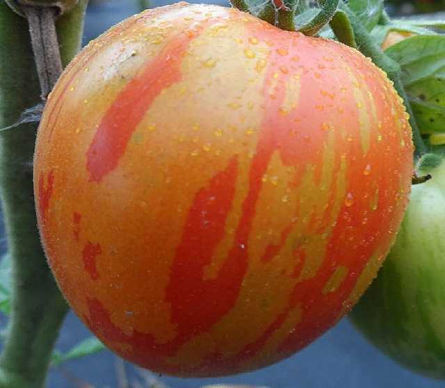 Продам: Полосатые томаты, семена скороспелка.рф