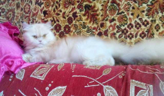 Продам: Персидская кошка