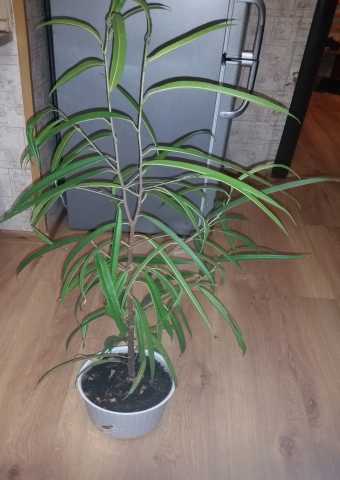 Продам: Олеандр. Nerium oleander