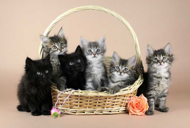 Отдам даром: Пушистые сибирские котята ищут дом