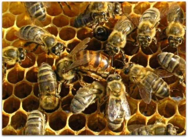 Продам: Пчеломатки Карпатка пчелопакеты 2020 го