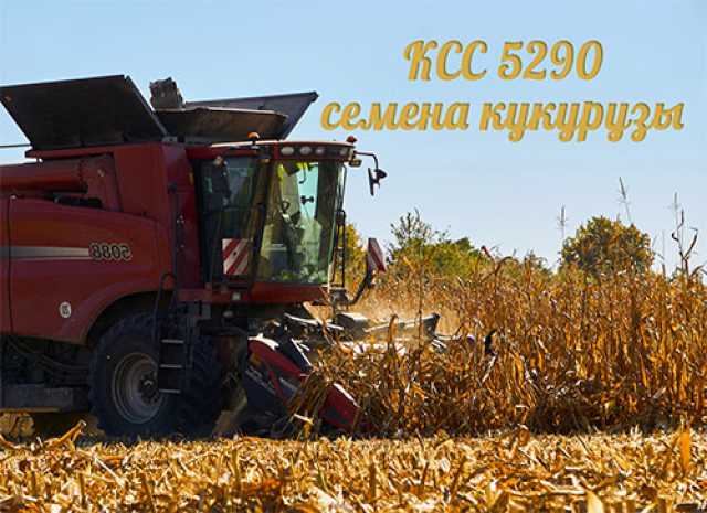 Продам: семена кукурузы КСС 5290