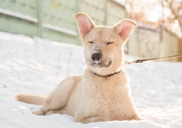 Продам Дэн в поиске дома!