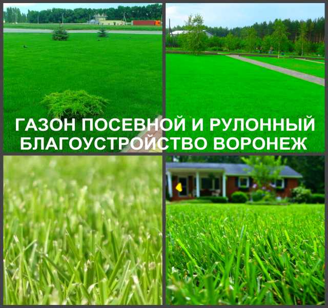 Предложение: Газон рулонный и посевной Воронеж посадк