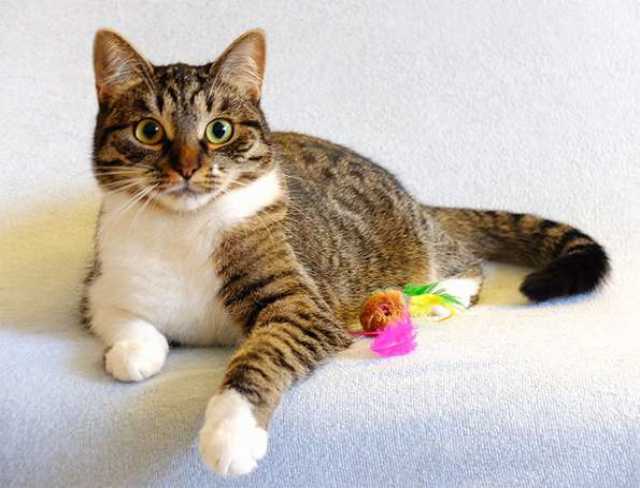 Отдам даром Лучшая котокомпаньонка — Шанти