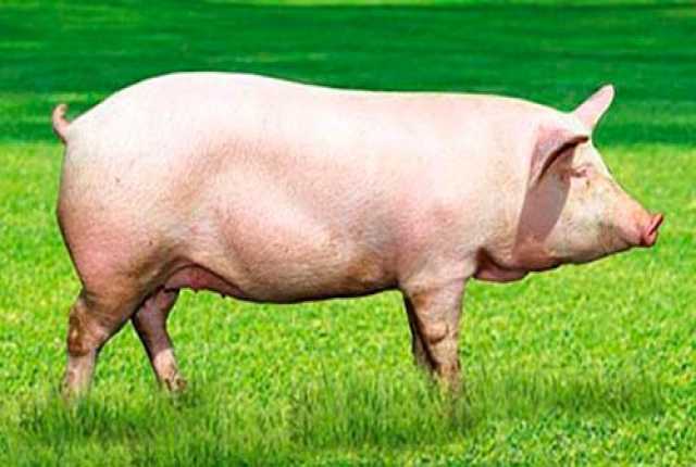 Продам: Мясо свинины домашнее
