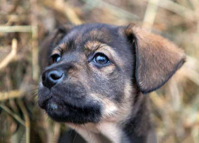 Щенка собаки в добрые руки взять. Крохи щенята. Отдам щенка в добрые руки. Бесплатные щенки в добрые руки. Старое фото дарения щенка.