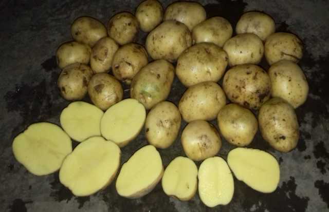 Продам: картофель