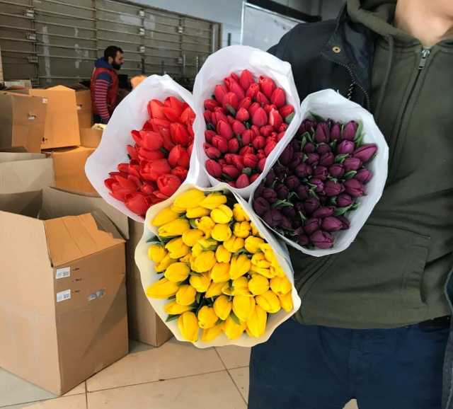Продам: Тюльпаны оптом-Иркутск