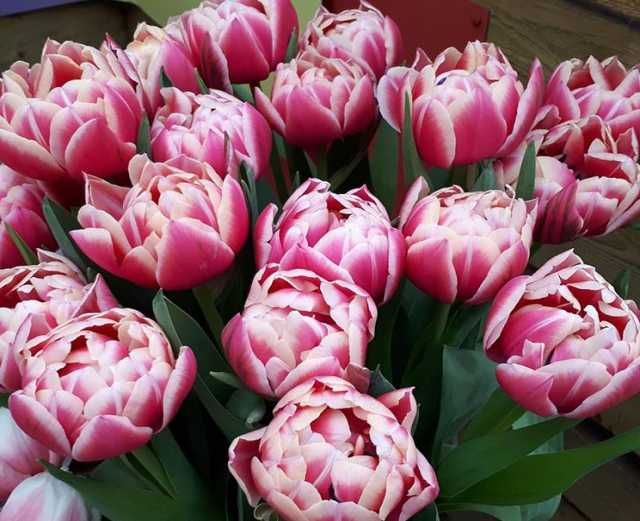 Продам: Пионовидные тюльпаны (махровые)
