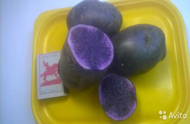 Продам: Картофель фиолетовый