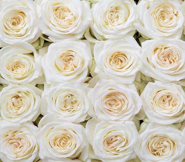 Продам: Белая роза Мондиаль оптом к 8 марта 2020