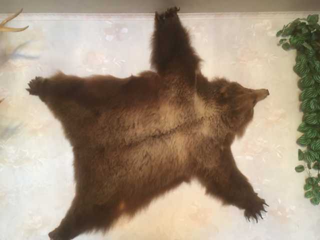 Продам: Продается шкура северного медвежонка