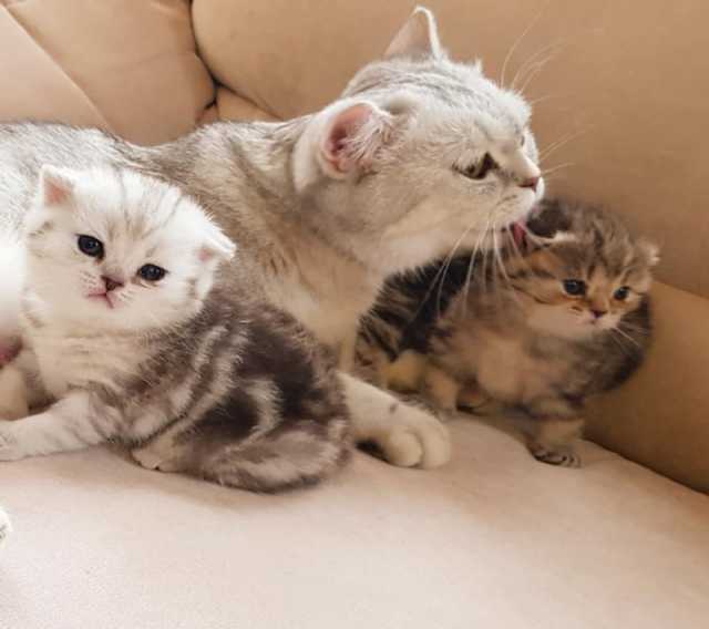 Продам: Вислоухие мраморные котята