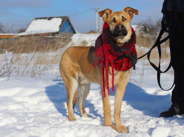 Отдам даром Обаятельный щенок Ричард в добрые руки