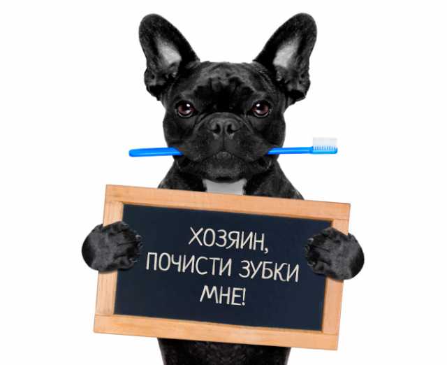 Предложение: Чистка зубного камня у собак Балаково