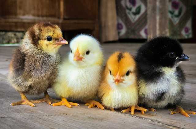 Продам: Суточные цыплята бройлеры и другие виды