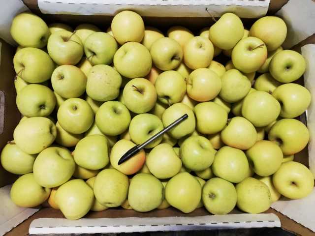 Продам: Яблоки оптом от производителя Крым