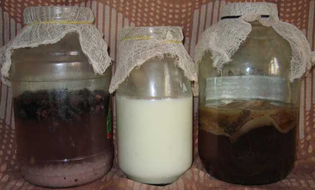 Продам: Молочный гриб, Морской рис, Чайный гриб