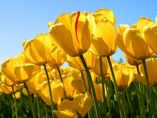 Продам: тюльпаны к 8 марта 2020 розница и опт
