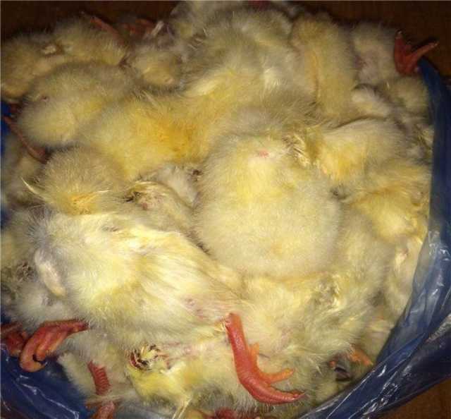 Продам: Суточные цыплята на корм животным, замор