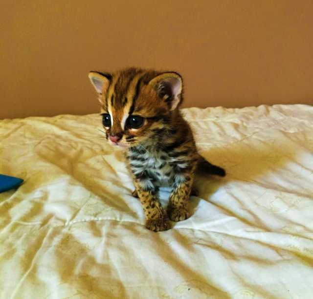 Продам: азиатский леопардовый кот. алк