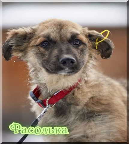 Отдам даром Щенок в добрые руки