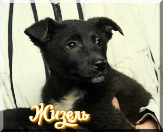 Отдам даром Щенок в добрые руки