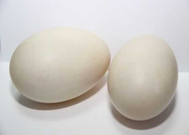 Продам: яйцо инкубационное