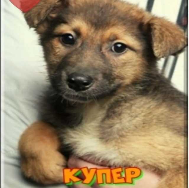 Отдам даром Рыжий озорной лисенок в дар