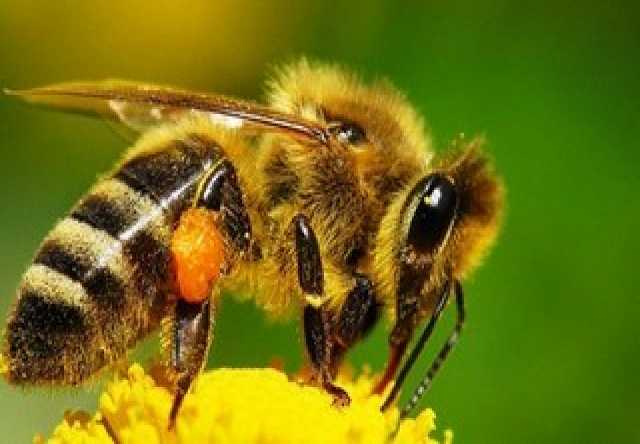 Продам: Пчелопакеты Карпатка на 2020год