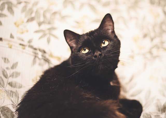Отдам даром: Черная кошка в дар