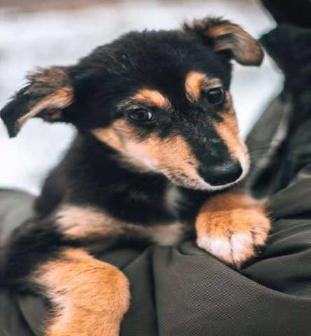 Отдам даром Ася-комсомолка, спортсменка и просто кра