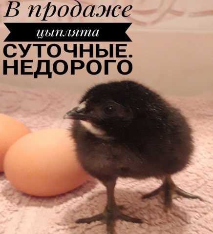 Продам: Цыплята супер-несушки яичного направлени