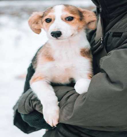 Отдам даром Принц Арчи в поисках любви!