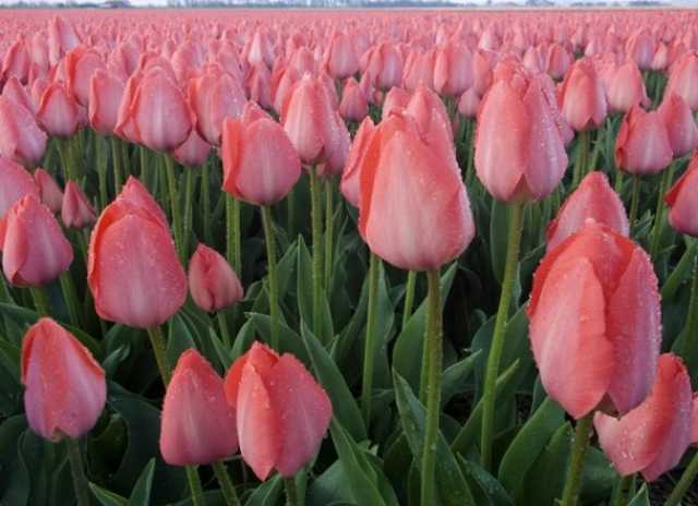 Продам: Тюльпаны голландские и розы к празднику