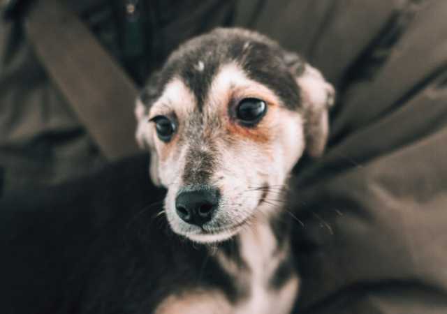 Отдам даром Вегас - счастье ищет свой дом!