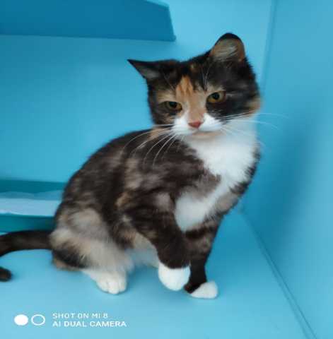 Отдам даром Игривая трехцветная кошка Марси