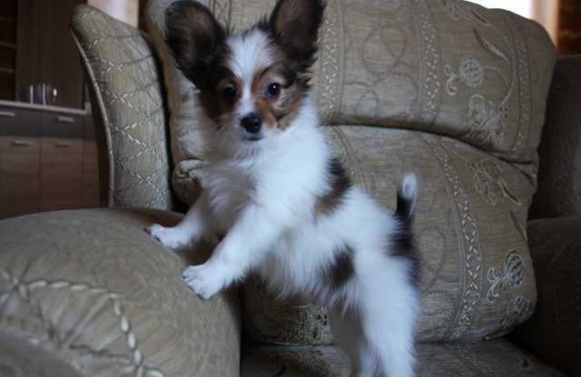 Продам: Папийон - очаровательный щенок, 2 месяца