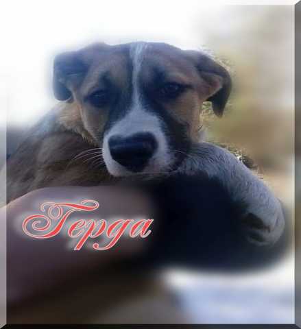 Отдам даром Рыжее Солнышко в дар