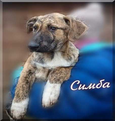 Отдам даром Щенок Симба в дар