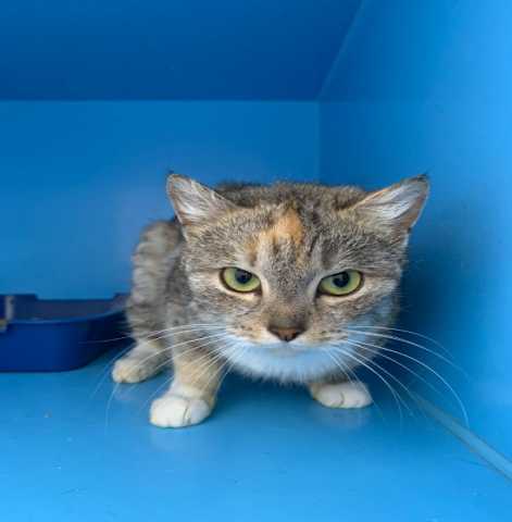 Отдам даром Молодая и красивая кошечка Бэлла